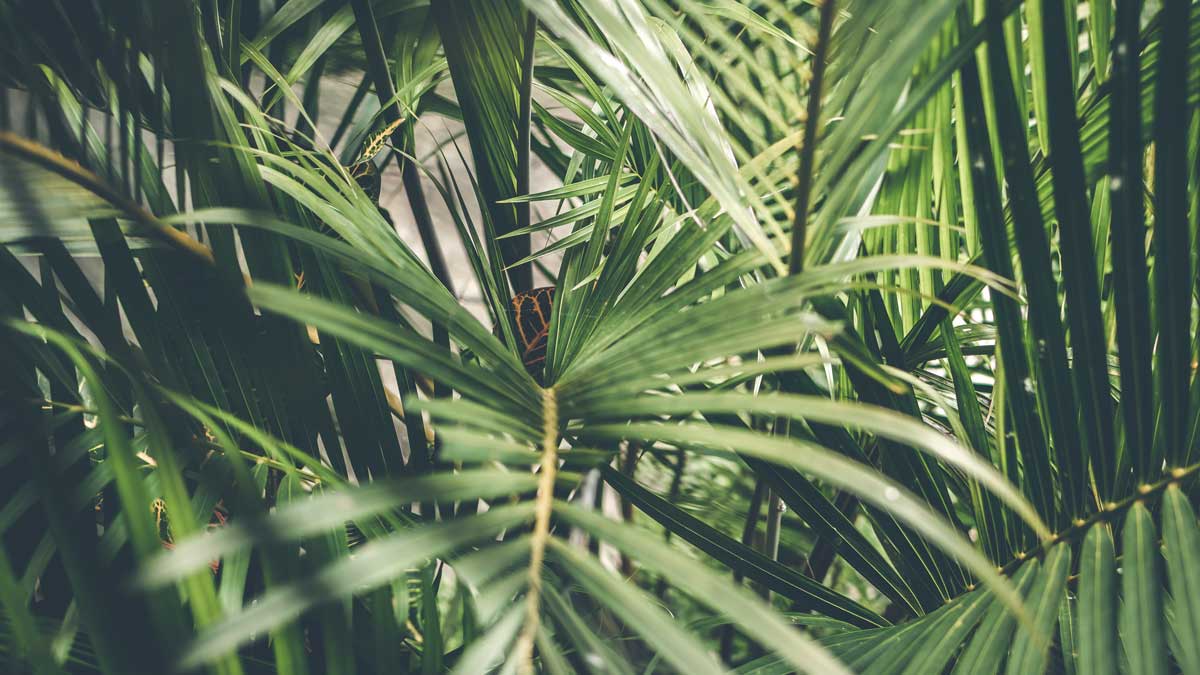 Palm Sunday 2022